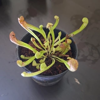 ซาราซีเนีย (สกาเล็ตเบล) พืชกินเเมลง Sarracenia 'Scarlet Belle' hybrid ( (S. leucophylla × psittacina)