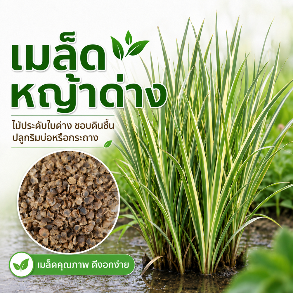 เมล็ดหญ้าด่าง เมล็ดไม้ประดับใบด่าง ปลูกกระถางได้ ปลูกริมบ่อได้ ชอบดินชื้น ใช้จัดสวน แต่งสวน น้ำตก บ่อปลา