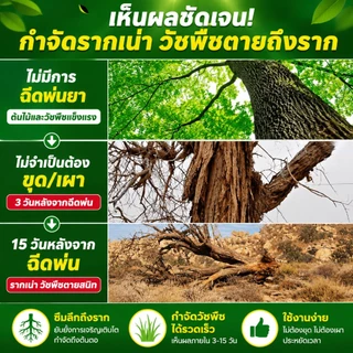 ☀️สูตรเข้มข้น☀️ยาฆ่าหญ้า ยากำจัดต้นไม้ใหญ่ 500g รากเน่ารากไม่ขึ้นอีก ยาฆ่าต้นไม้ แบบผง สานกำจัดกอไผ่ วัชพืช