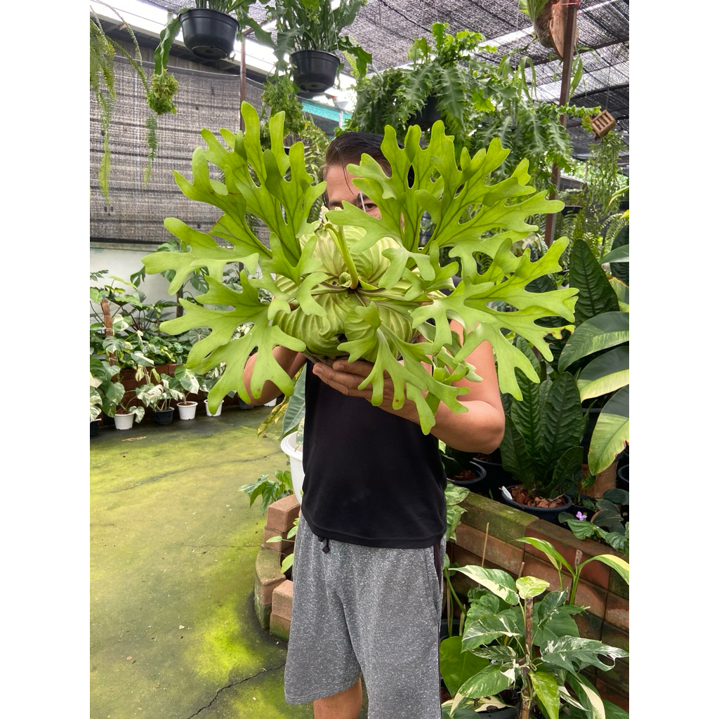 เฟินเขากวางตั้ง (ชื่อวิทยาศาสตร์: Platycerium ridleyi)  เป็นเฟินชายผ้าสีดาชนิดหนึ่งที่มีความสวยงามเป็นเอกลักษณ์