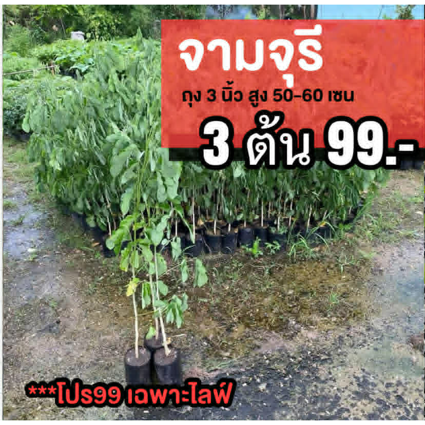 ต้นจามจุรี ชุด 3 ต้น