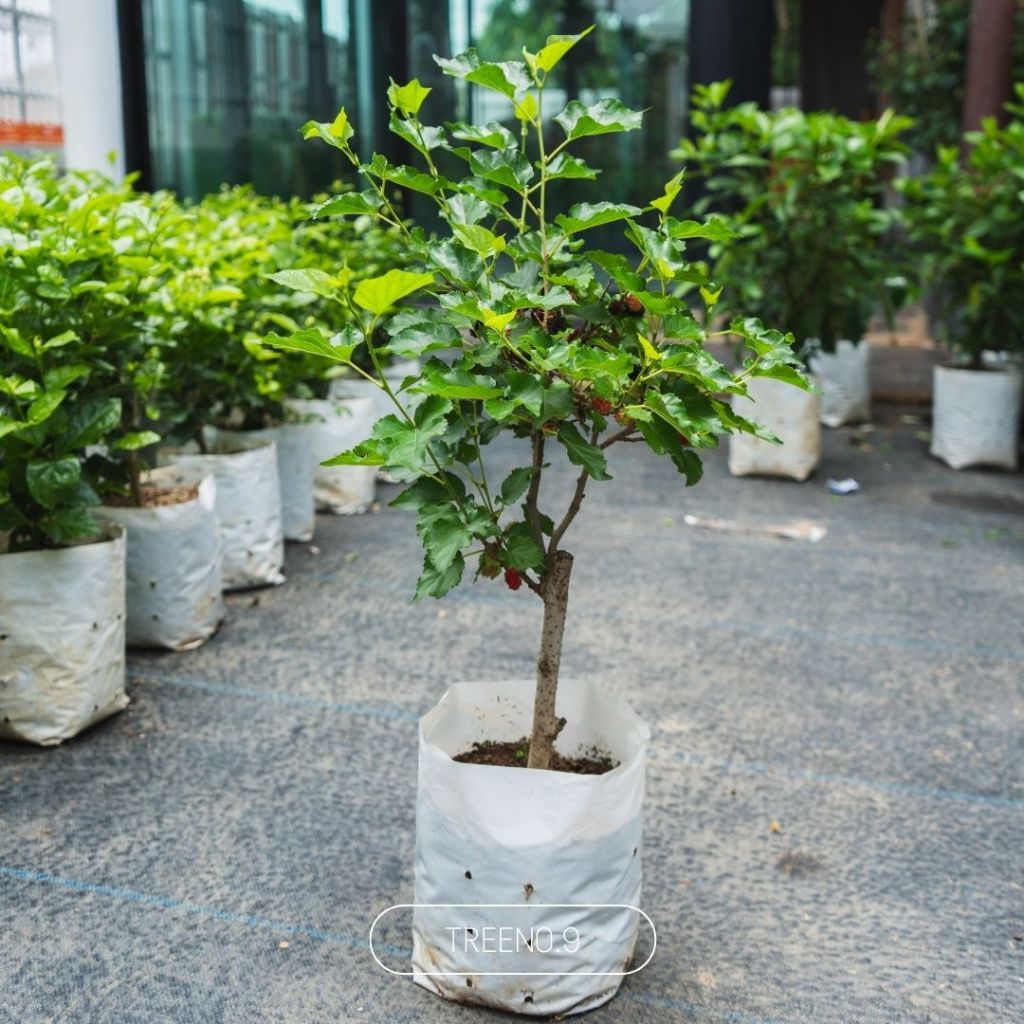 Treeno.9 T204  มัลเบอร์รี่ (Mulberry) ต้นใหญ่ ถุง 8 นิ้ว / สูง 50-70 ซม. / ไม้ประดับ ออกผลดก ผลไม้เปรี้ยวหวานอร่อย
