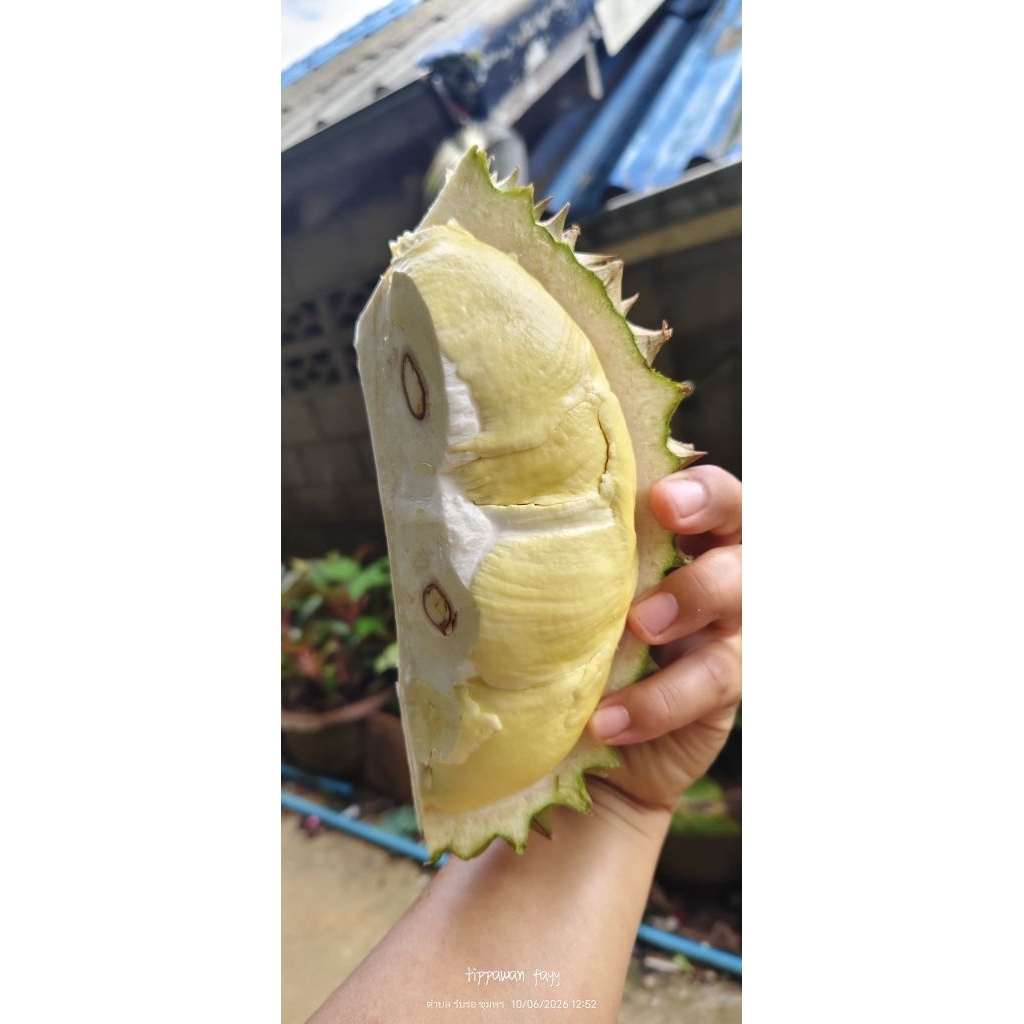 ทุเรียนหมอนทอง กล่องละ 3 โล ตำหนิเปลือกไม่สวยเน้นกินเนื้อ ตัดส่ง5ก.คในสวนตัวเอง