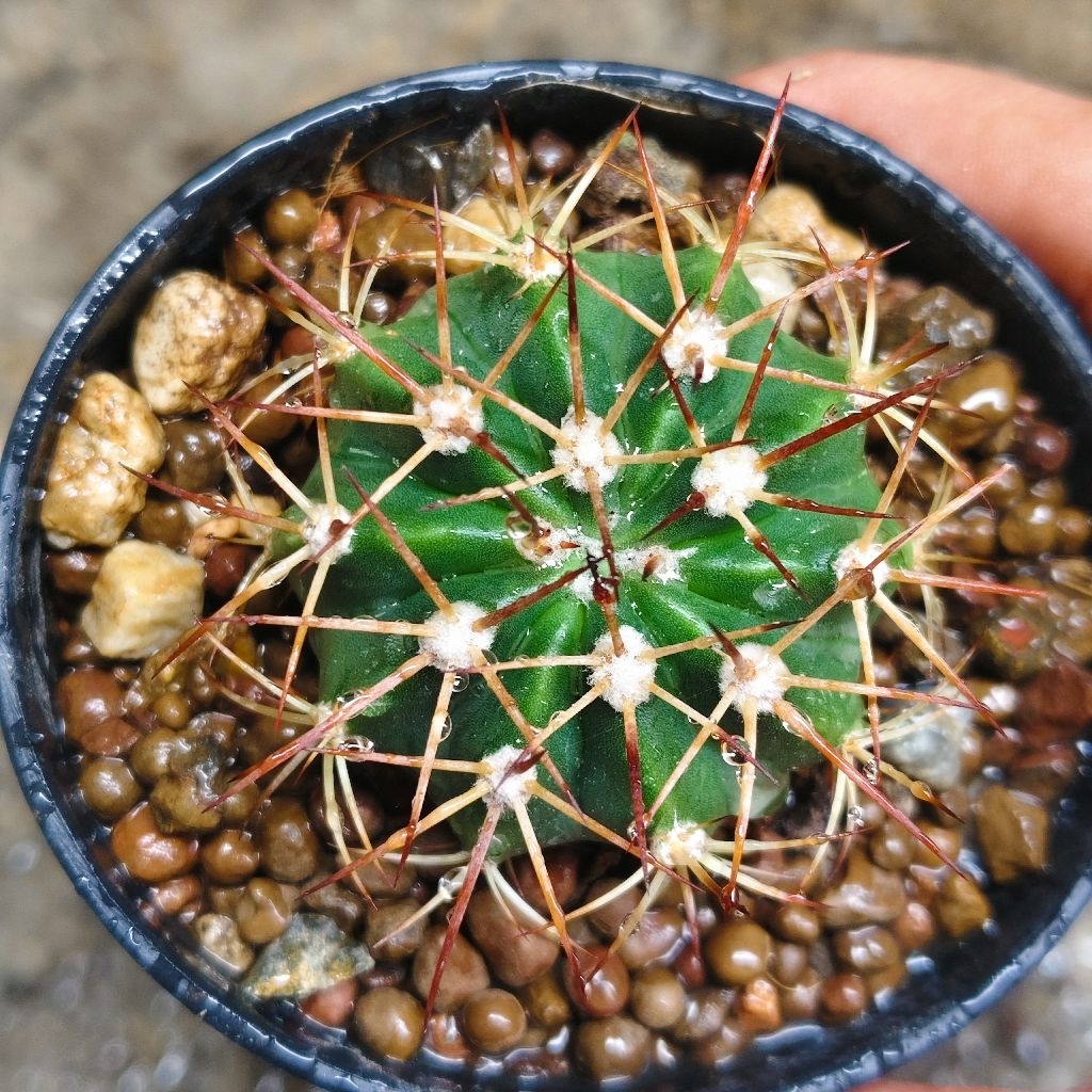 เมโล แคระแคคตัสMelocactus pachyacanthus หนามตะกร้อสวย ไม้สะสมไม้เมล็ด ราคา38บาท กระถาง3นิ้ว