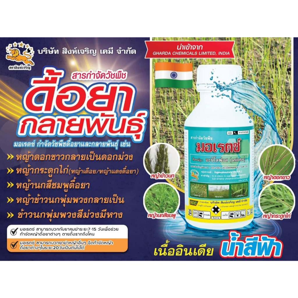 มอเรตซ์ 250ซีซี และ 1ลิตร สารอะนิโลฟอส 30%EC กำจัดวัชพืชในนาข้าว หญ้าข้าวนก หญ้านกสีชมพู หญ้าดอกขาว ตราสิงห์เจริญ