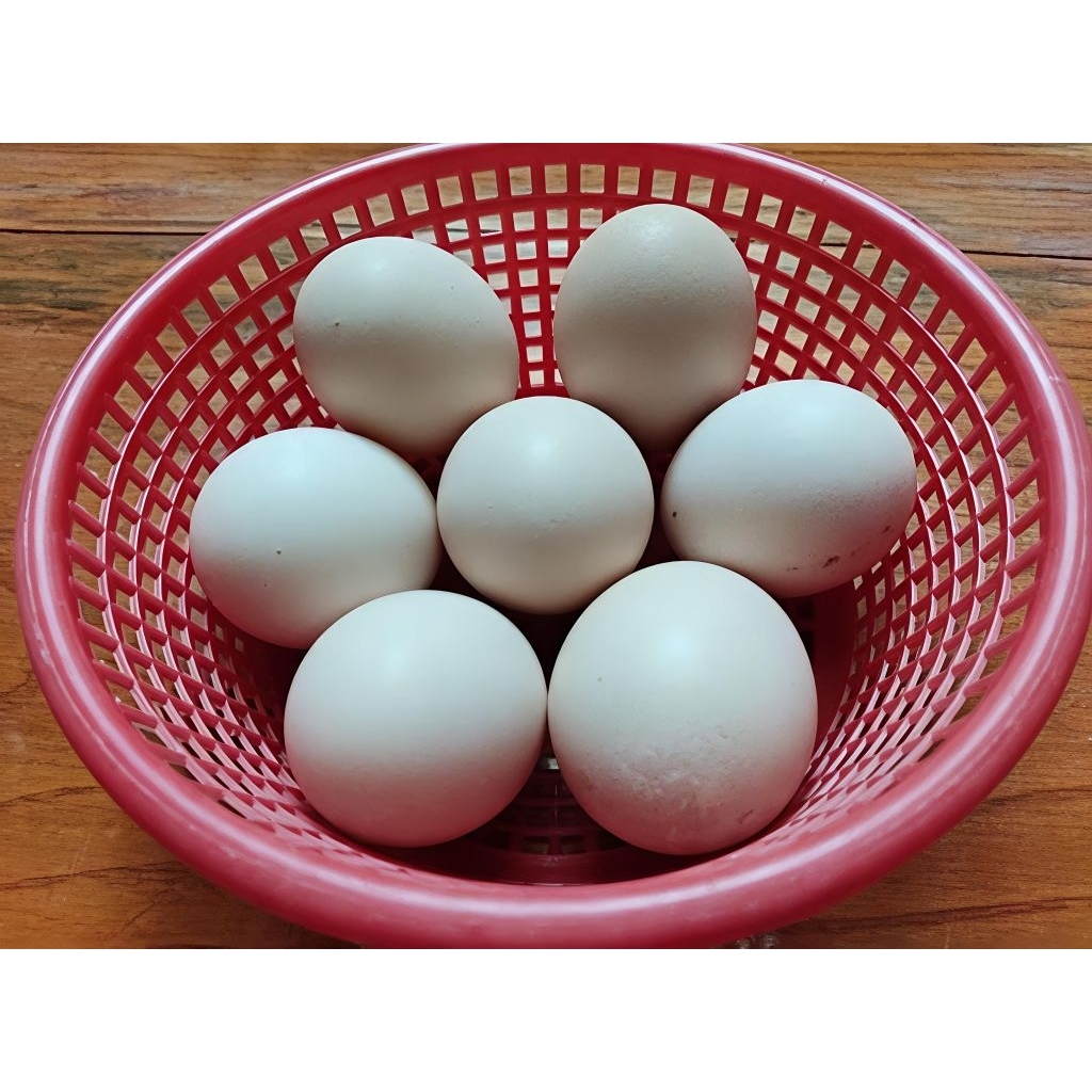 "ไข่เชื้อ" ไข่ไก่โปรแลนด์แท้100% สายพันธุ์แท้แน่นอน