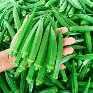 เมล็ดพันธุ์กระเจี๊ยบเขียว 20 เมล็ด งอกเร็ว โตไว ปลูกง่ายในดินทั่วไป vegetable seeds OKRA SEEDS