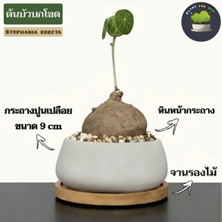 🌰ต้นบัวบกโขด (Stephania erecta Craib) พร้อมกระถาง+จานรองไม้+หินภูเขาไฟแต่งหน้ากระถาง