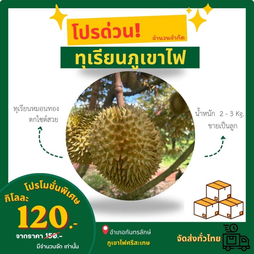 ทุเรียนภูเขาไฟศรีสะเกษ 💯 ทุเรียนหมอนทองตกไซต์สวย
