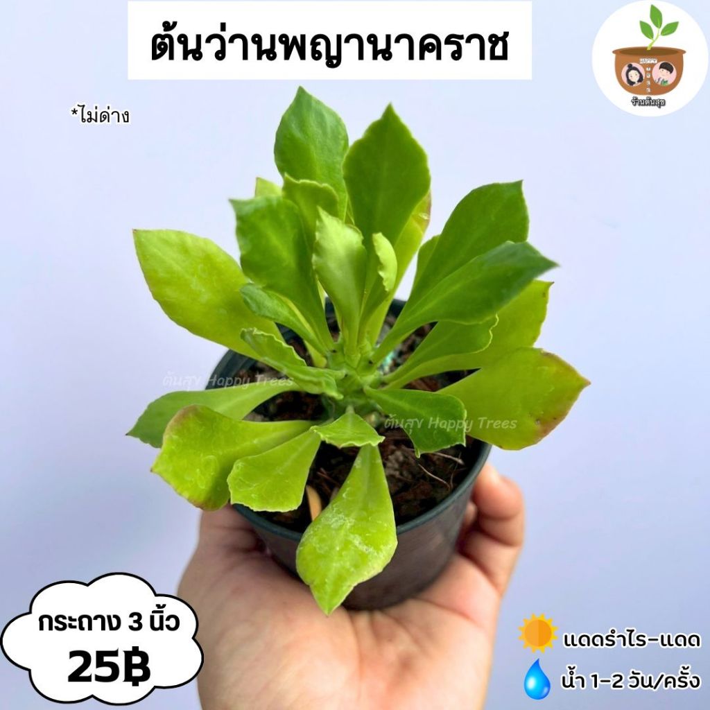 ต้นว่านพญานาคาราช จัดส่ง 2 ต้นขึ้นไปคละแบบไหนก็ได้