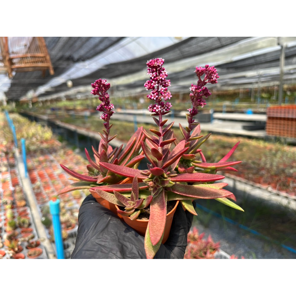 Cassula Iris red color ((((ใบเรียวหนา)))