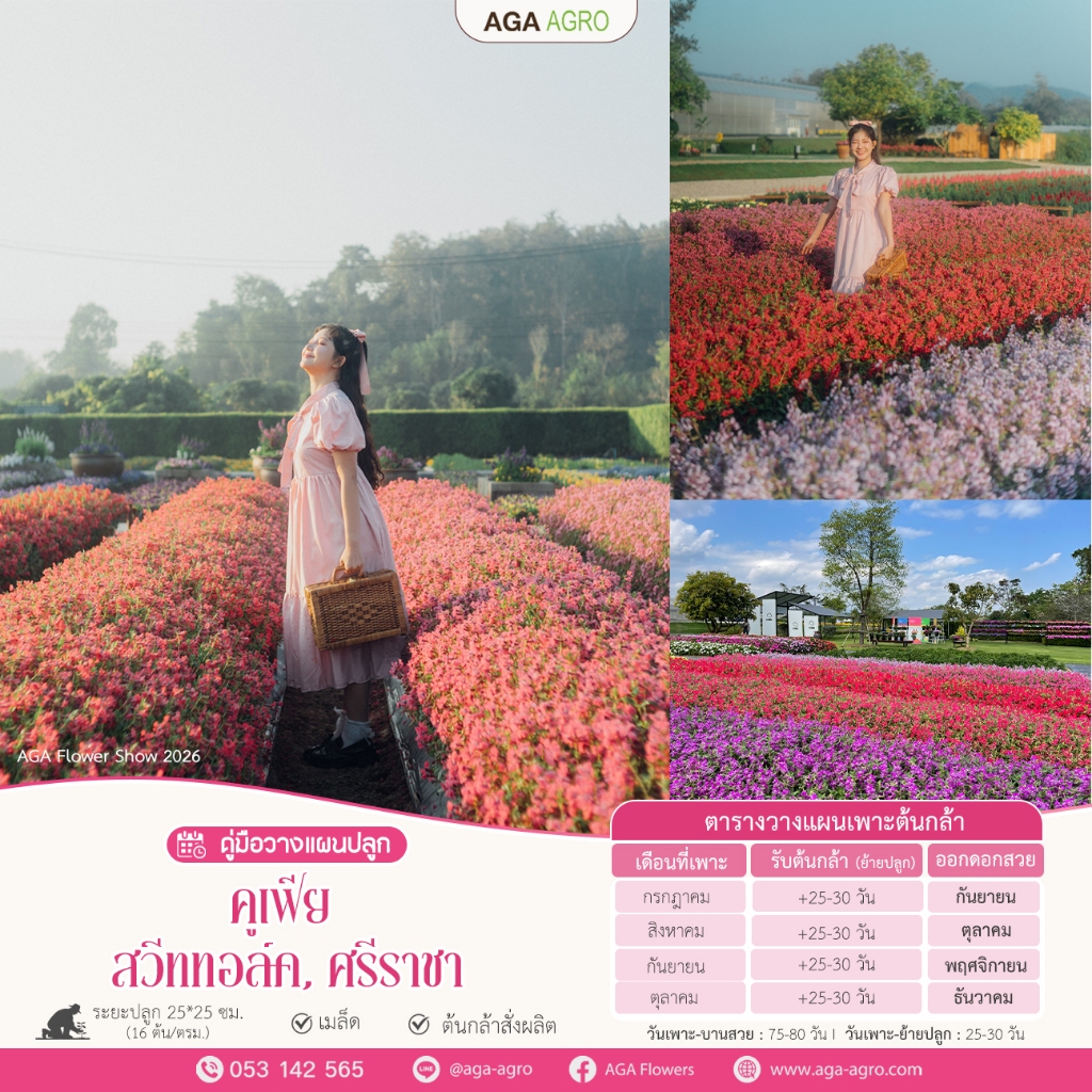 AGA SHOP เมล็ดพันธุ์ คูเฟีย ศรีราชา 50 เมล็ด