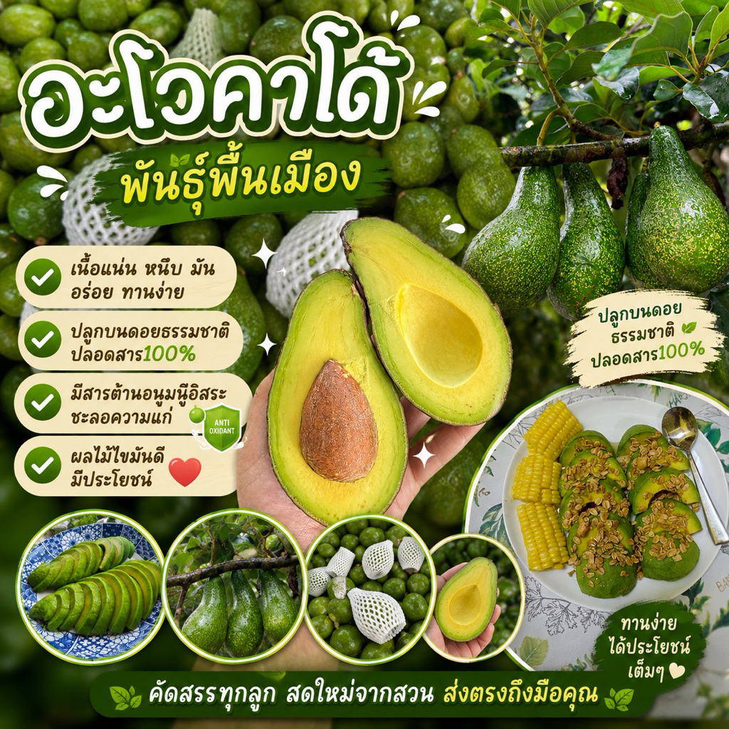 อะโวคาโด้พันธุ์พื้นเมือง#🥑🥑 ราคาสุดคุ้ม✅อร่อยทานง่าย ประโยชน์เยอะ สั่งเลย🥑🥑