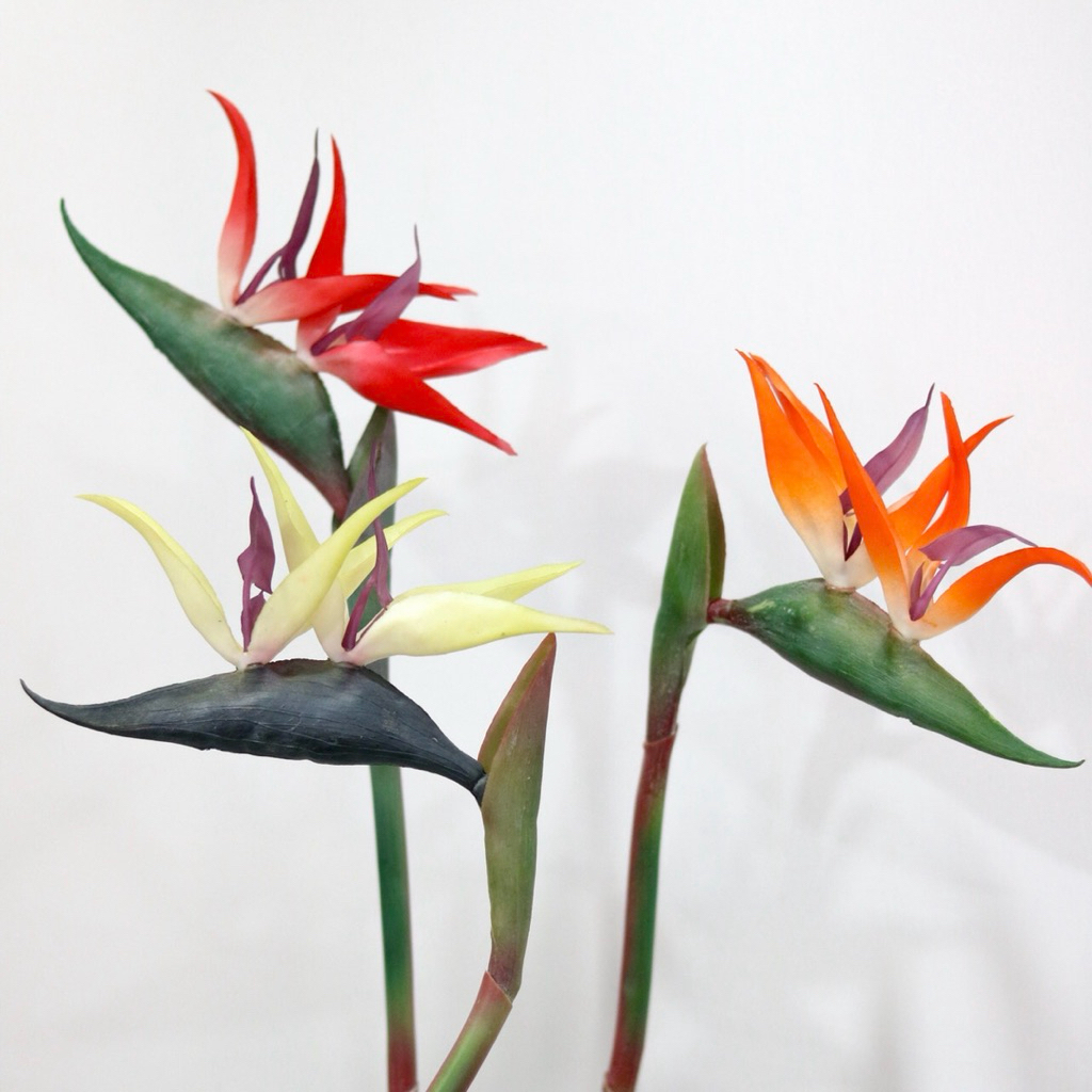 Bird of Paradise | เบิร์ดออฟพาราไดซ์ปลอม เกรดพรีเมียม
