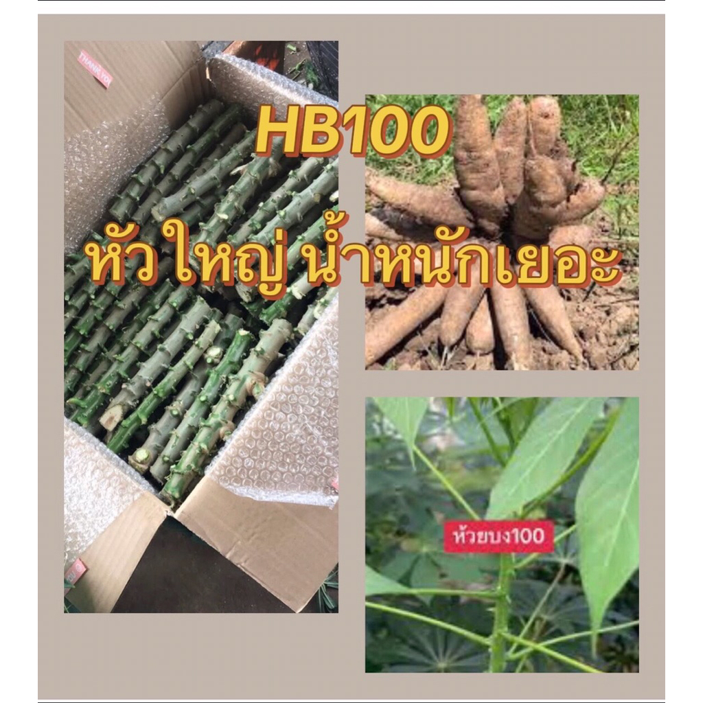 ท่อนพันธ์ุมันสำปะหลังพันธ์ุห้วยบง 100 ท่อนแช่น้ำยาเร่งราก