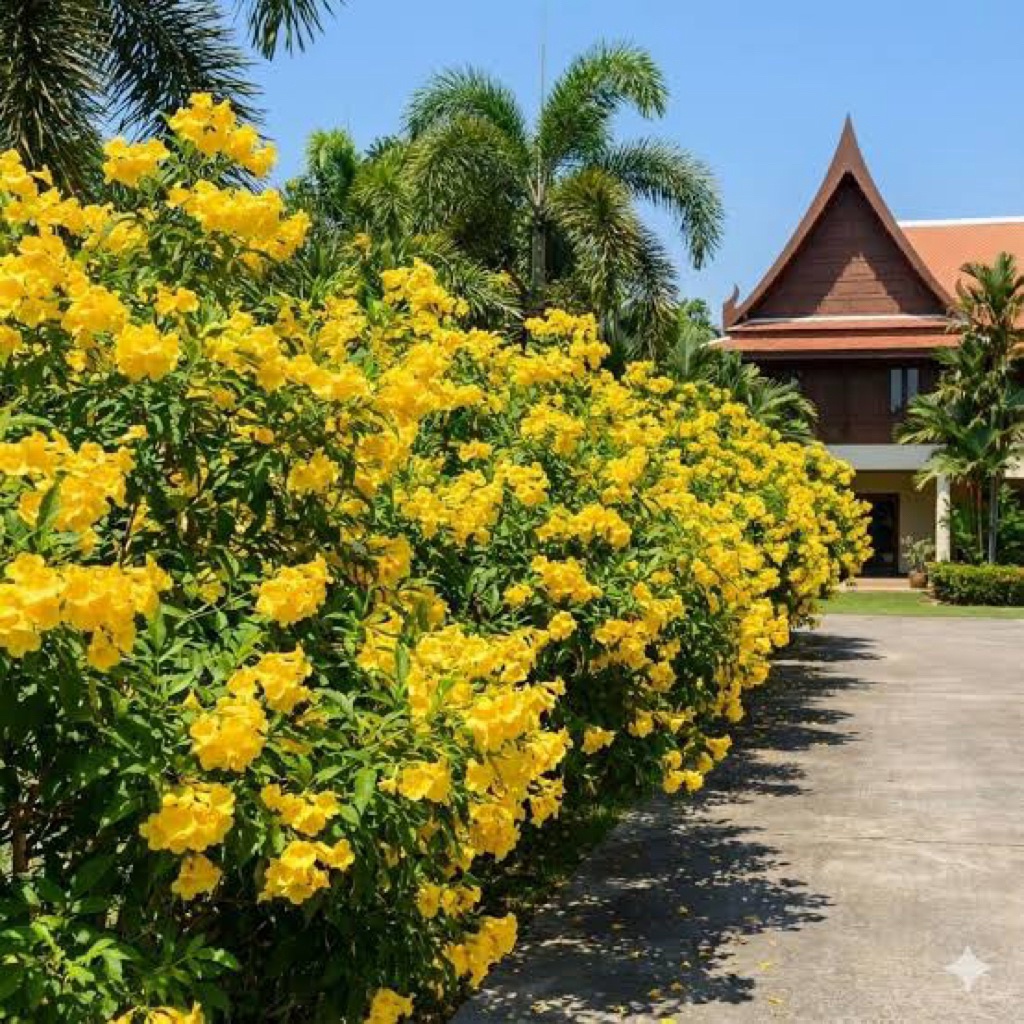 ต้นกล้าทองอุไร สูง30-50ซม. สั่งขั้นต่ำ4ต้น