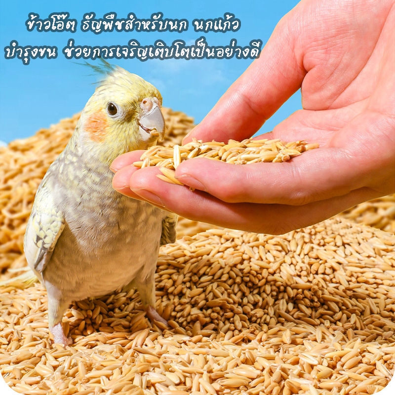 อาหารนก ข้าวโอ้ด ข้าวโอ๊ต Oat groats ธัญพืชสำหรับนก นกแก้ว สัตว์เลี้ยง บำรุงขนนก ช่วยการเจริญเติบโตเป็นอย่างดี