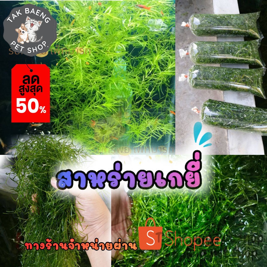 สาหร่ายเกยี่  คัดพิเศษเส้นยาวๆ ต้นไม้น้ำ สำหรับเลี้ยงในตู้ปลา อาหารปลา อาหารกุ้ง สาหร่ายเลี้ยงกุ้ง จำหน่ายผ่าน shopee