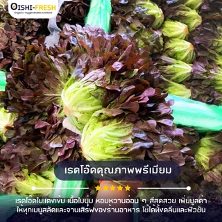 🛒Oishi-Fresh🥬ผักสลัดกรีนเรดโอ๊ค ปลอดสารพิษ 1 กก. รสชาติกรอบ สด ใหม่ ใยอาหารสูง ออร์แกนิค เคลมได้ 1-2 วัน