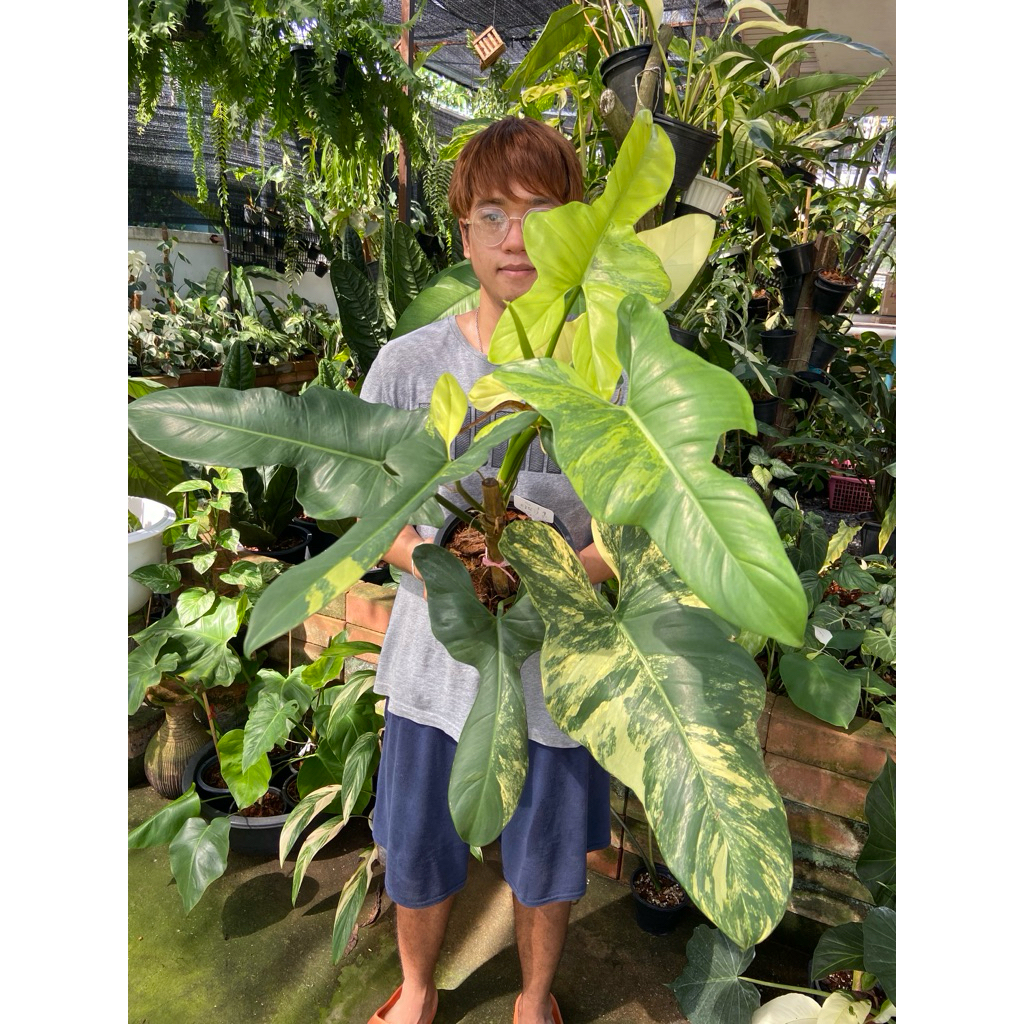 ฟิโลเดนดรอน ไวโอลินด่าง (Philodendron bipennifolium variegata) คือไม้ด่างหายากที่เป็นที่นิยมอย่างมากในกลุ่มนักสะสม