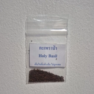 เมล็ดพันธุ์กะเพราป่า(หอมฉุน,เผ็ดร้อน) 500 เมล็ด