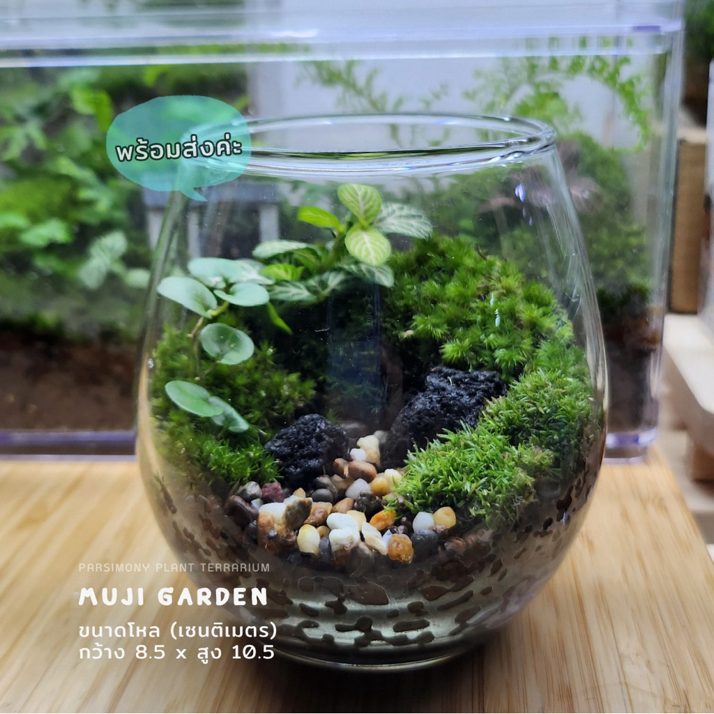 🌻พร้อมส่ง🌻สวนขวดแก้วทรงมูจิ  (พร้อมฝาปิด อะคลิลิคใส)  Terrarium ของขวัญ ของแต่งบ้าน