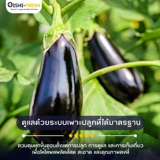 🛒Oishi-Fresh🍆มะเขือม่วง ปลอดสารพิษ 1 กก. รสชาติกรอบ สด ใหม่ ใยอาหารสูง หวานออร์แกนิค ผัก เคลมได้ 1-2 วัน