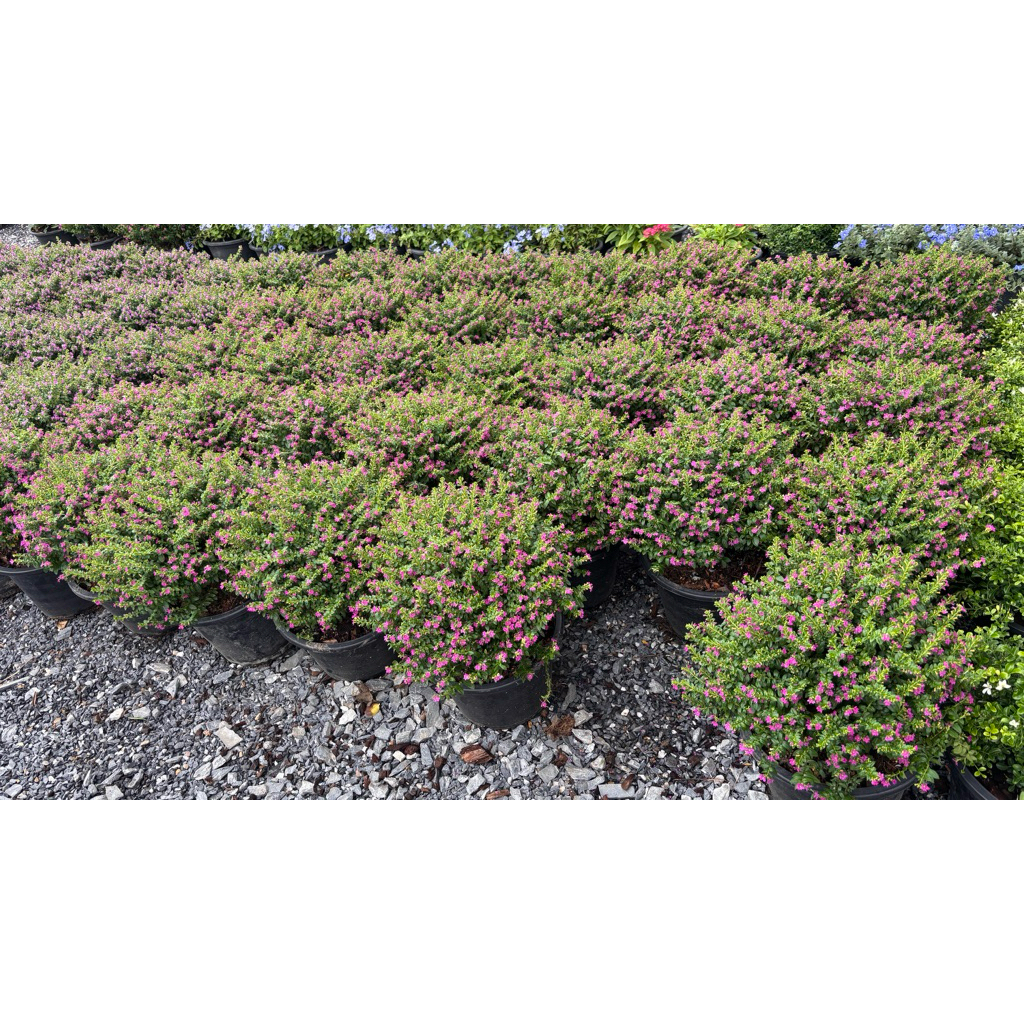 หลิวไต้หวัน ฟร์อมใหญ่11นิ้ว ต้นหลิวไต้หวัน (ชื่อวิทยาศาสตร์: Cuphea hyssopifolia) เป็นไม้พุ่มขนาดเล็กที่นิยมปลูก