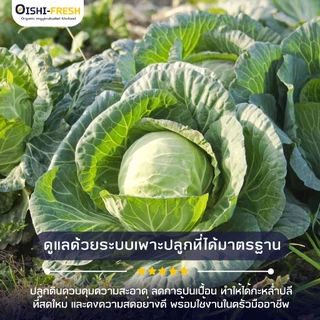 🛒Oishi-Fresh🥬ผักกะหล่ำปลี ปลอดสารพิษ 1 กก. รสชาติกรอบ สด ใหม่ ใยอาหารสูง หวานออร์แกนิค เคลมได้ 1-2 วัน