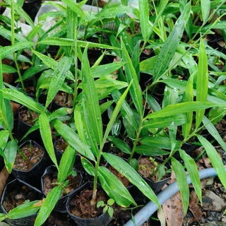 ต้นขิงในถุงดำต้นสวยแข็งเเรง🌱5ต้นแถม1ต้น🌱