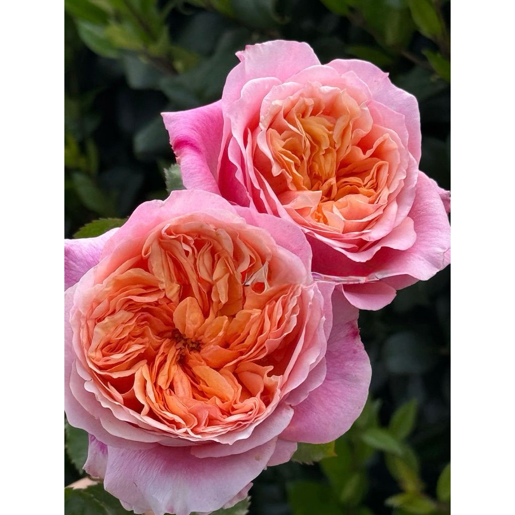 กุหลาบสายพันธุ์วิคตอเรีย ซีเคร็ท (Victoria Secret) สีส้มด้านในขอบชมพูด้านนอก ตัดดอกทรงถ้วย บานทน