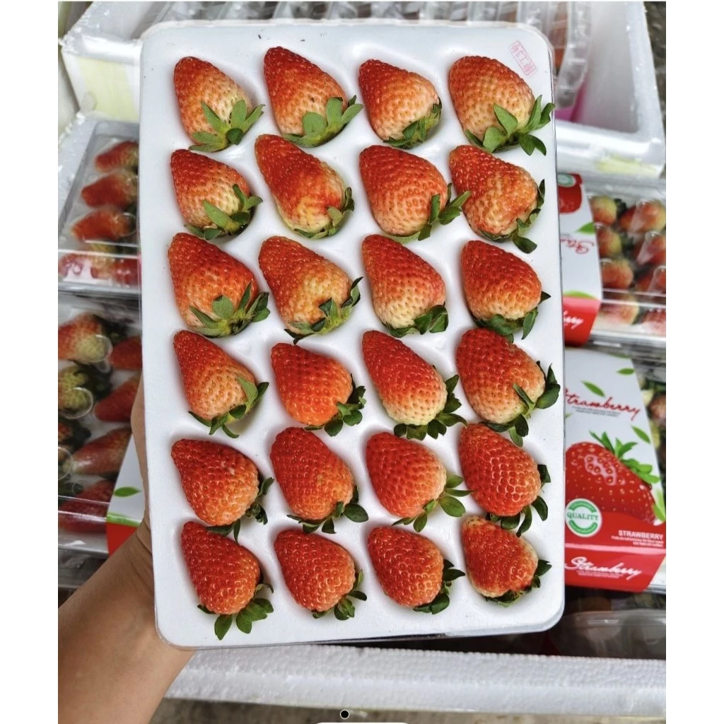 สตอเบอรี่สด 🍓คัดก่อนส่งค่ะ🍓สด ใหม่ แข็งแรง เดินทางได้ค่ะ🔖