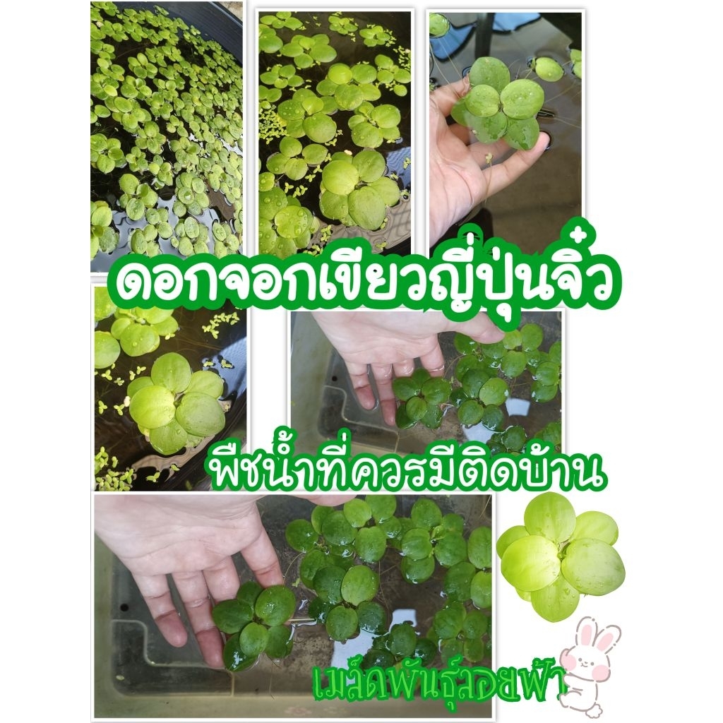 (ราคาดีที่สุด)ดอกจอกญี่ปุ่น ไซต์มินิ ไซต์เล็ก น่ารัก สวย น่ารัก ดีต่อน้ำ ดีต่อปลา