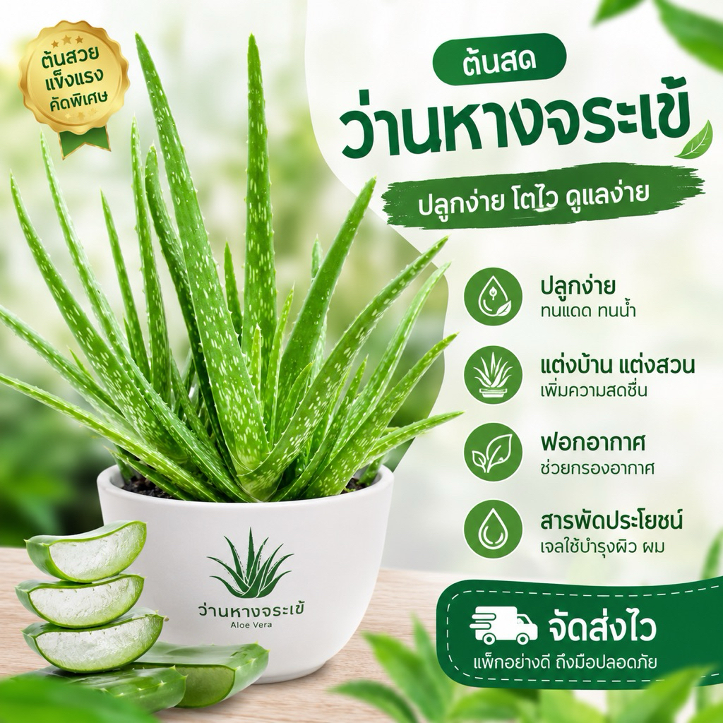 ต้นว่านหางจระเข้ Aloe Vera Barbadensis แท้ 100% ปลูกง่าย โตไว แตกกอเร็ว สมุนไพรปลอดสาร ฟอกอากาศ พร้อมปลูก ราคาถูก