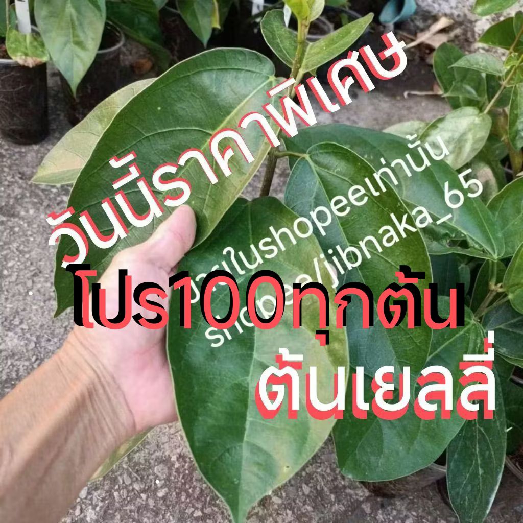 ต้นเยลลี่ ต้นทรงพุ่ม ใบใหญ่ๆ เลือกต้นได้เลยครับ (2ก.ค.2569) พร้อมส่ง