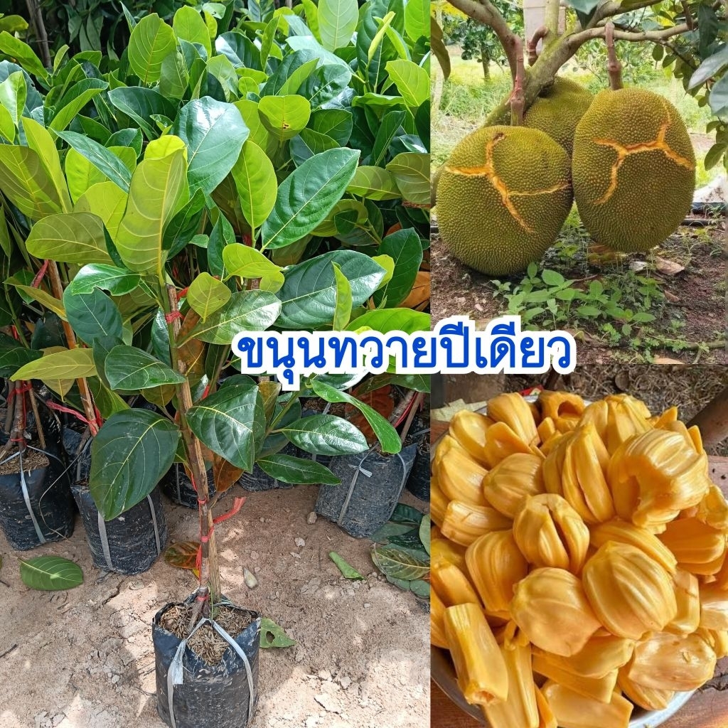 ต้นขนุนทวายปีเดียว (ทาบกิ่ง) สายพันธุ์แท้ ปลูก 1 ปีติดผล