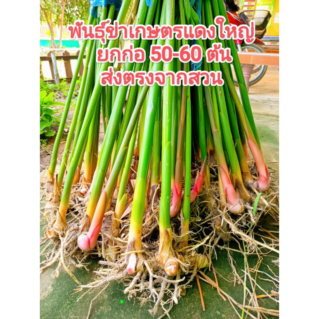 พันธุ์ข่าเกษตรแดงใหญ่แท้ล้านเปอร์เซ็นส่งตรงจากสวนขายยกก่อ50-60ต้นปลูกได้หลายหลุมพร้อมส่ง