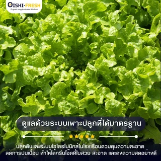 🛒Oishi-Fresh🥬กรีนโอ็ค ปลอดสารพิษ 1 กก. รสชาติกรอบ สด ใหม่ ใยอาหารสูง หวานออร์แกนิค ผัก เคลมได้ 1-2 วัน