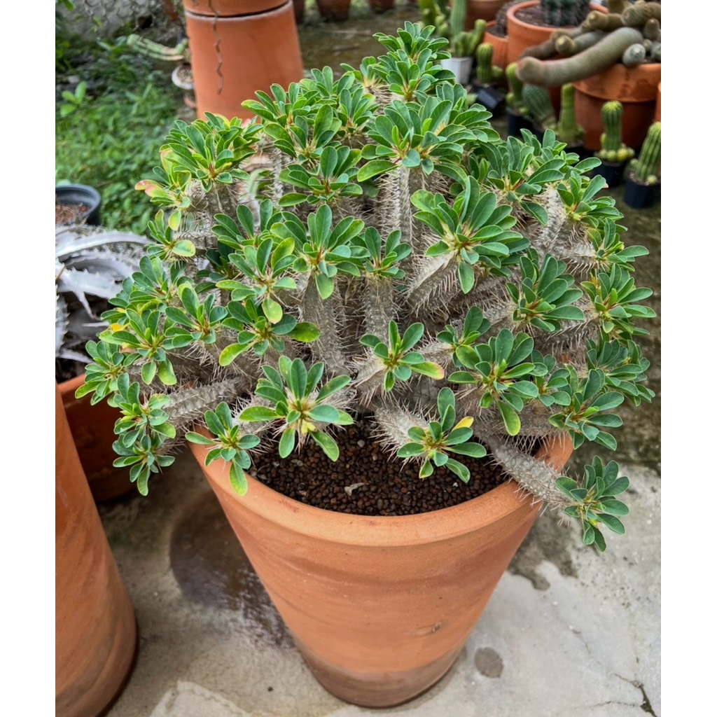 Euphorbia guillauminiana: ยูโฟเบีย กระบองเพชร แคคตัส