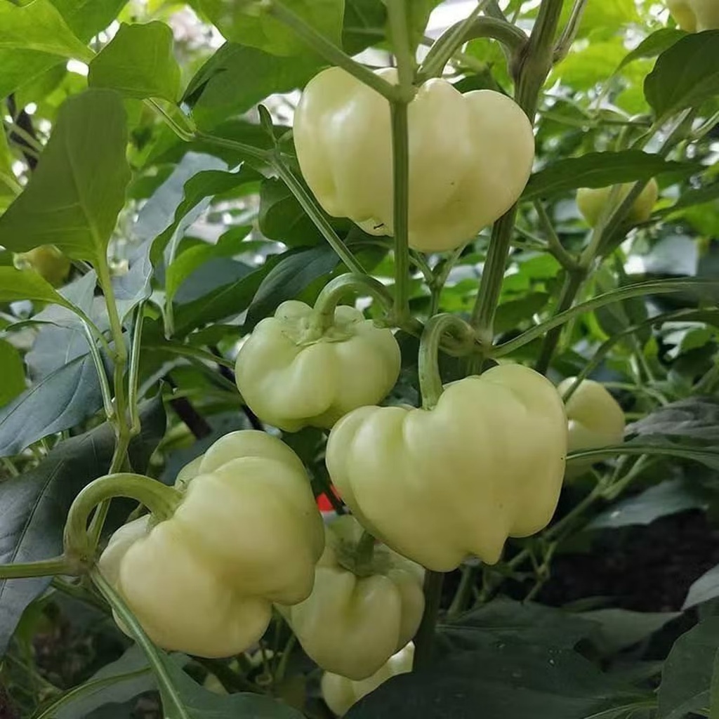 เมล็ดพันธุ์ พริกหวาน 100 เมล็ด Sweet Pepper Seeds 10 เเถม รูปที่ 2