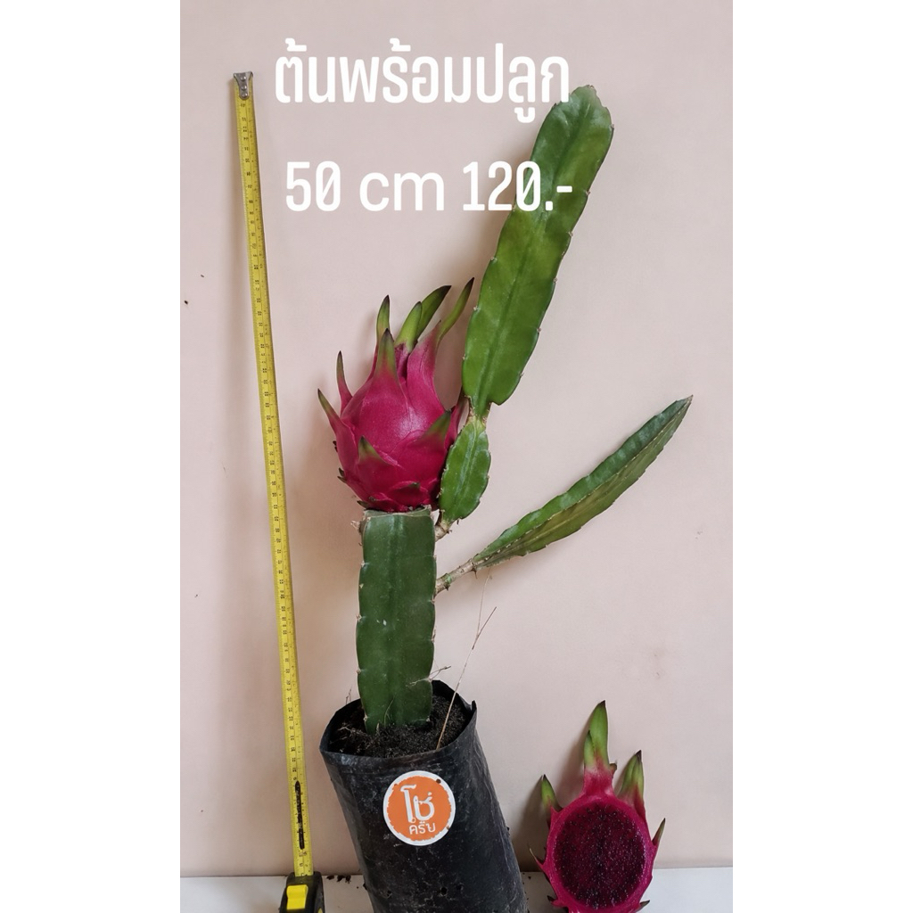 ต้นแก้วมังกรสีแดงเนื้อแดงพร้อมปลูกขนาด 30-50cm