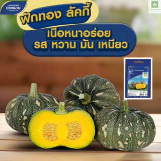 ใหม่! ฟักทอง ลัคกี้ เจียไต๋ เมล็ดพันธุ์ฟักทอง Lucky Pumpkin Seed
