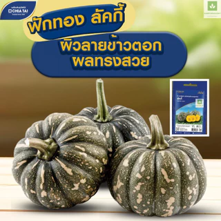 ใหม่! ฟักทอง ลัคกี้ เจียไต๋ เมล็ดพันธุ์ฟักทอง Lucky Pumpkin Seed