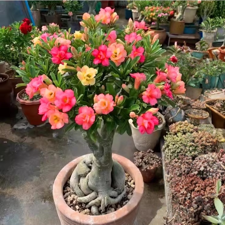 ลูกไม้ชวนชมสายพันธุ์ราชินีพันดอก เมล็ดพันธุ์ 100 เม็ด Adenium Double Petal Seeds [ 10 เเถม 1 คละได้ ]