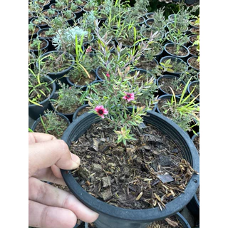 ต้นสนมานูก้า สายพันธ์ุRosa กระถาง6นิ้ว
