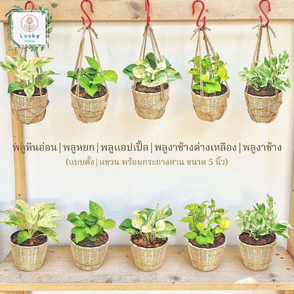 🌱พลูงาช้าง /พลูงาช้างด่างเหลือง /พลูแอปเปิ้ล /พลูหยก /พลูหินอ่อน (แบบตั้ง,แขวน) พร้อมกระถางสานไม้ไผ่ ขนาด 5 นิ้ว