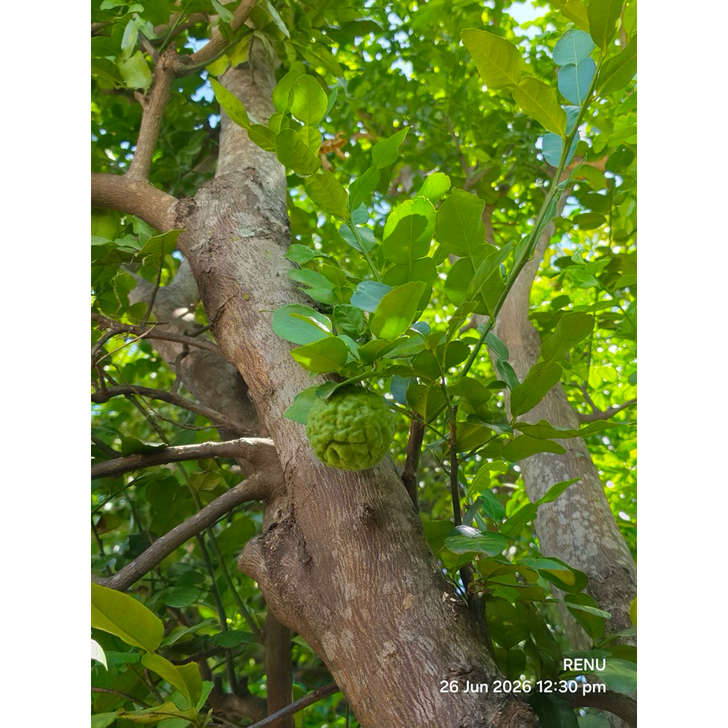 ต้นมะกรูด Kaffir lime tree 🌿