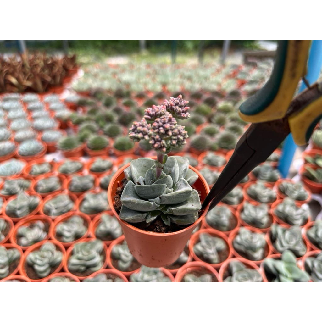 Cassula   “  Coralita “