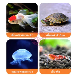 กล่องปลากัดเพชร 2 ช่อง แยกปลากัดไม่ให้กัดกัน วัสดุอะคริลิคใสสูง 360 องศา ขอบมุมกลมปลอดภัย ตู้ปลาบนโต๊ะตกแต่งภูมิทัศน์