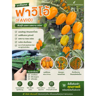ต้นกล้ามะเขือเทศทานสด กูรามิ / ฟาวิโอ้ /โครมีส เพาะจากเมล็ดพันธ์แท้ F1